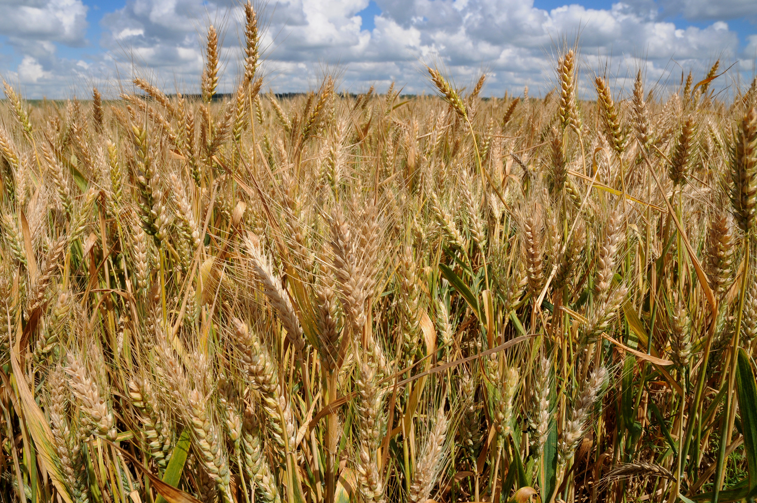 Пшеничные культуры